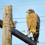 SOS: степной орёл на грани исчезновения  