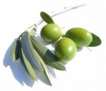 Оливковое масло укрепляет кости  