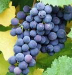Чем лечить виноград?
